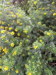 Genista linifolia