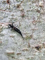 Phlaeothripidae