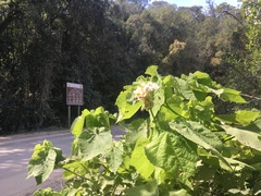 Sparrmannia africana