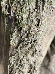 Rhynchostegium riparioides