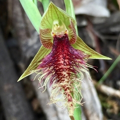 Calochilus robertsonii
