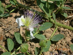 Capparis sicula
