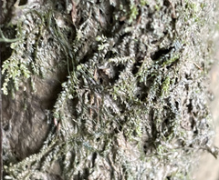 Rhynchostegium riparioides