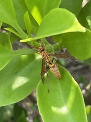 Polistes japonicus