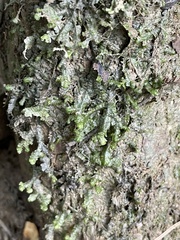 Porella pinnata
