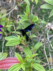 Leptodialepis bipartitus