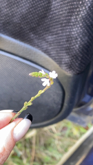 Verbena officinalis