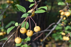 Malus prunifolia