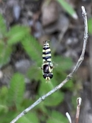 Ischiodon scutellaris