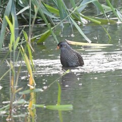Porzana porzana