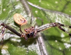 Diaea ambara