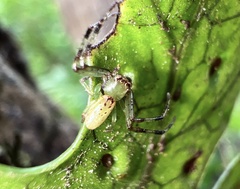 Diaea ambara