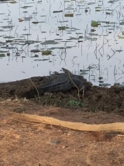 Crocodylus palustris