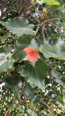 Thespesia populnea