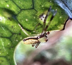 Diaea ambara