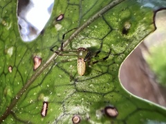 Diaea ambara