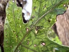 Diaea ambara