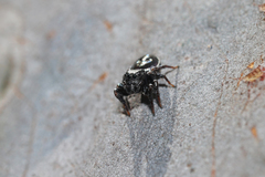Zenodorus orbiculatus
