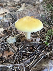 Amanita crocea