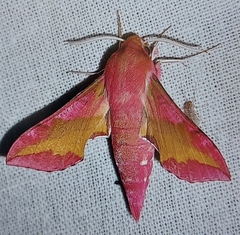 Deilephila porcellus