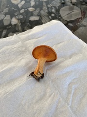 Hygrophoropsidaceae