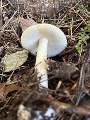 Amanita crocea