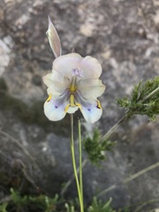 Gladiolus patersoniae