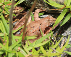 Rana dybowskii