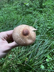 Agaricus sylvaticus