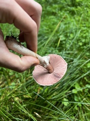 Agaricus sylvaticus