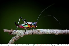 Pterophylla beltrani