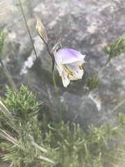 Gladiolus patersoniae