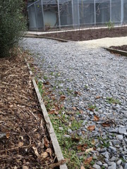 Hydrocotyle moschata moschata