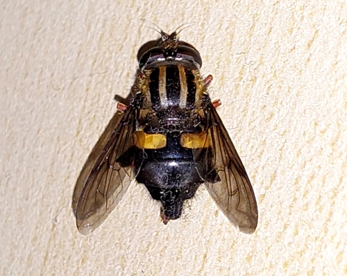 Three-lined Hover Fly photo 5
