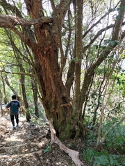 Castanopsis cuspidata