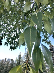 Populus