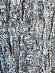 Populus