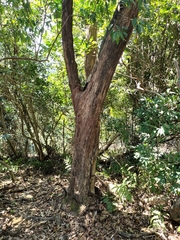 Acacia confusa