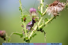 Pterophylla beltrani