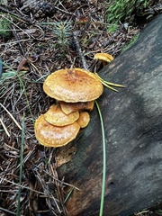 Pholiota