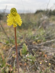 Asphodeloideae