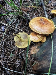 Pholiota