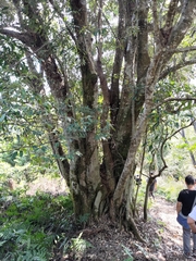 Castanopsis carlesii