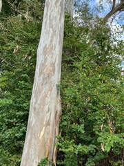 Eucalyptus tereticornis