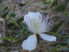 Capparis sicula