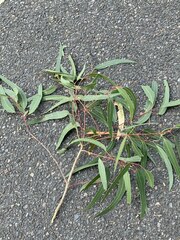 Eucalyptus tereticornis