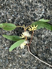 Eucalyptus tereticornis