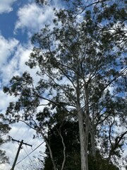 Eucalyptus tereticornis