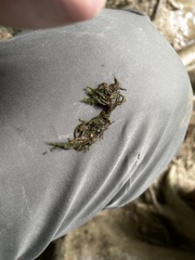 Rhynchostegium riparioides