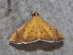 Hyalobathra